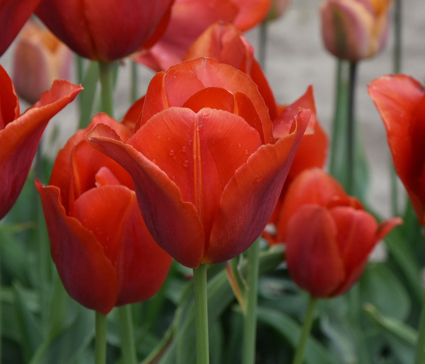 Tulip Admiral Tromp 1932