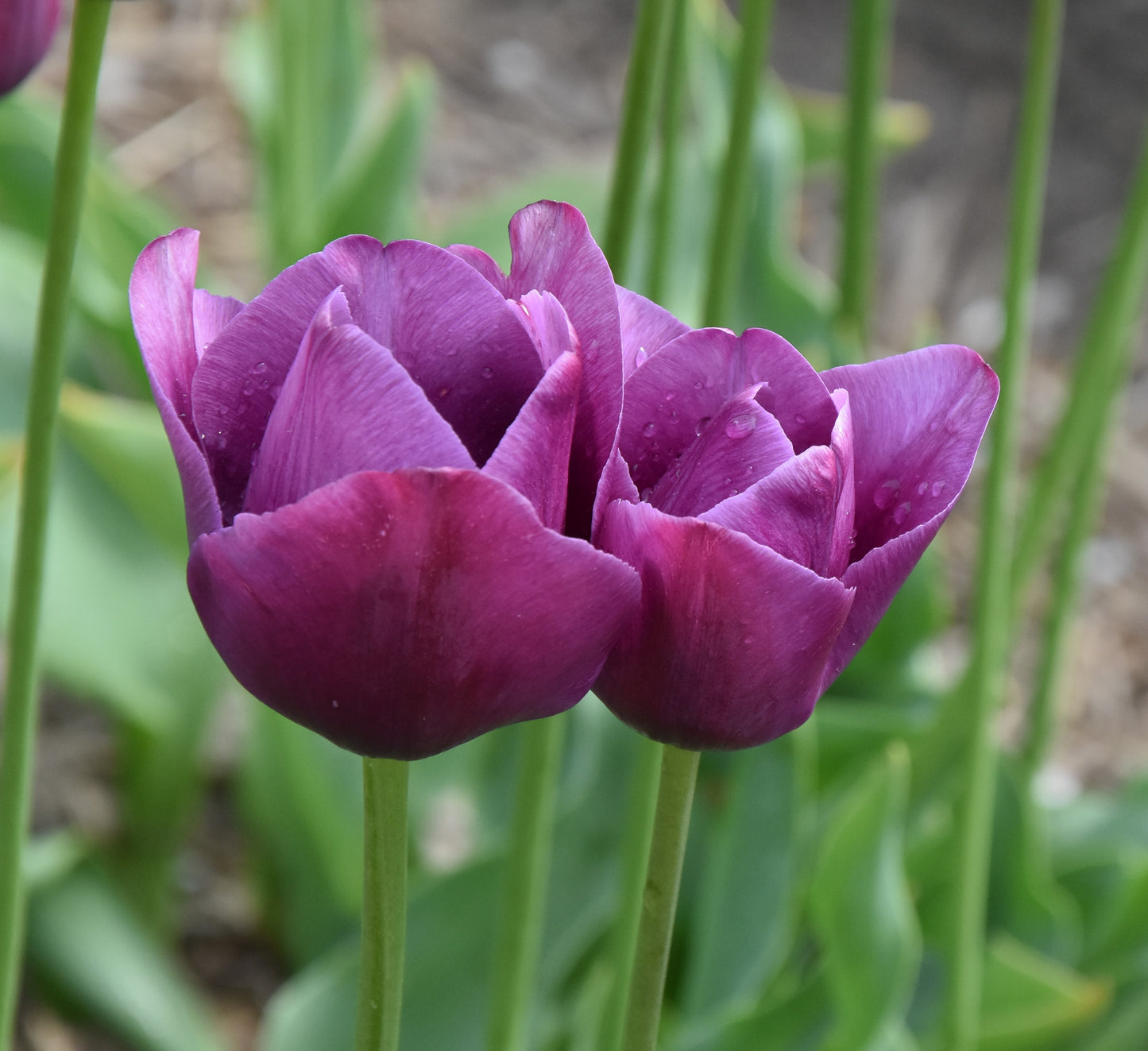 Tulip Aesculapius 1863