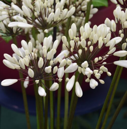 Agapanthus Chocolate Cream_3850 12