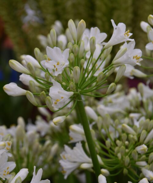 Agapanthus White Charm_3825 (2) 12