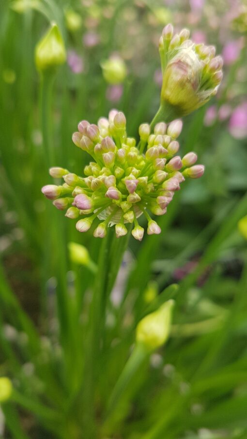 Allium Millenium