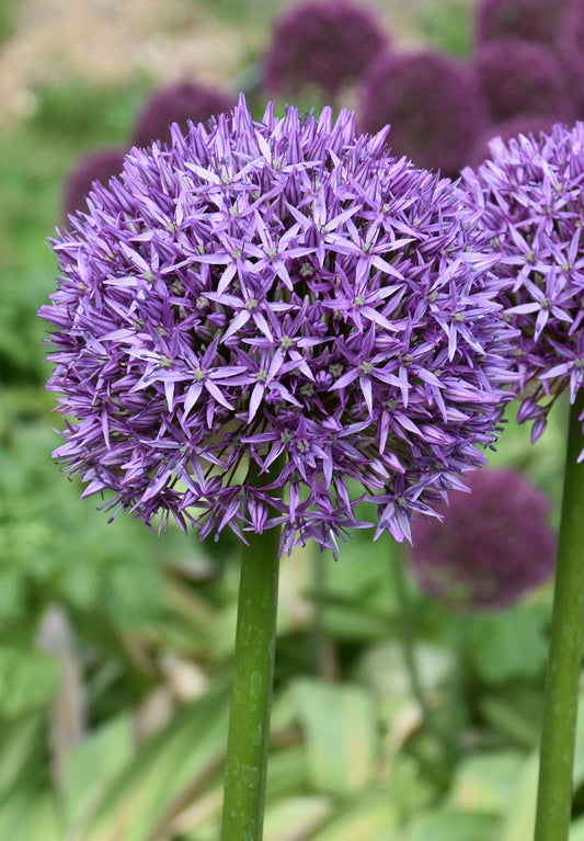 Allium Dutchman