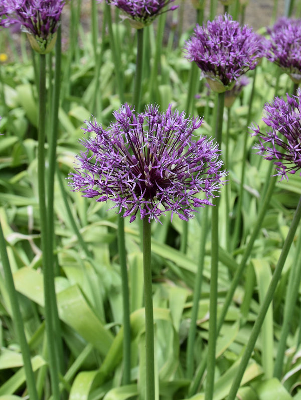 Allium jesdianum Early Emperor