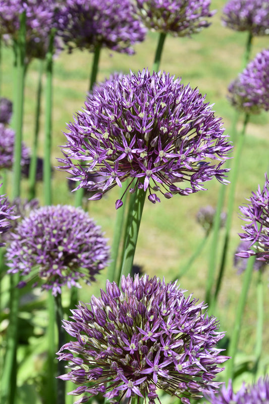Allium Jackpot