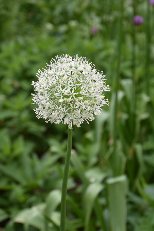 Allium Mount Everest