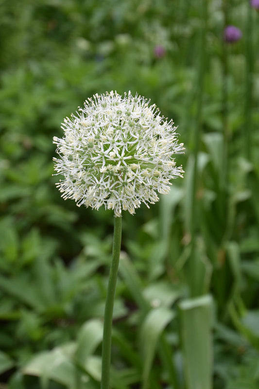 Allium Mount Everest