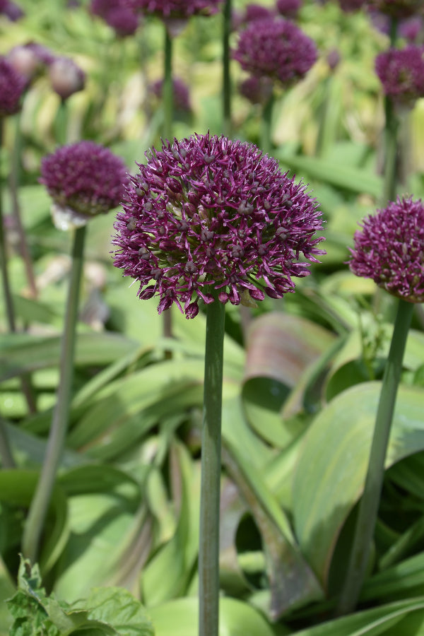 Allium Ostara
