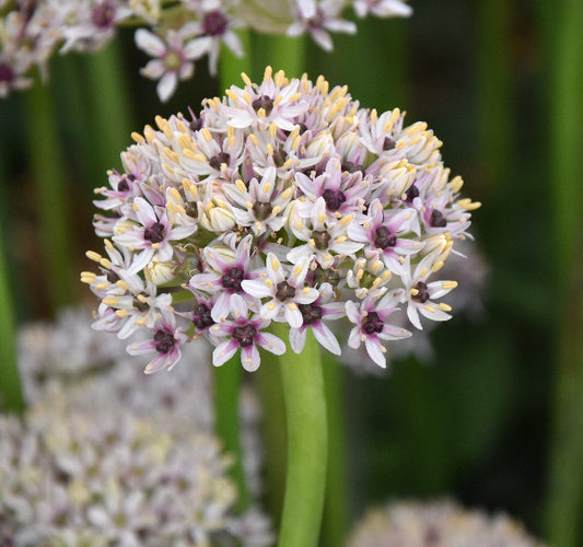 Allium balsaticum Silver Spring syn. Red Eye