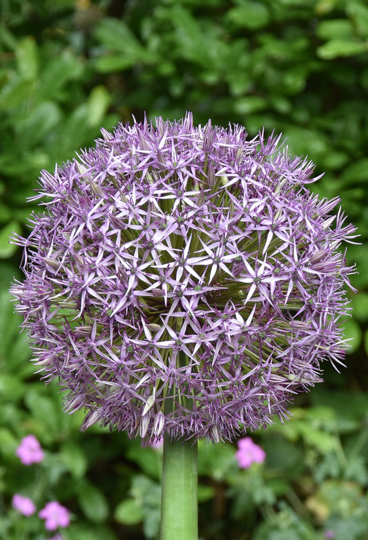 Allium Universe