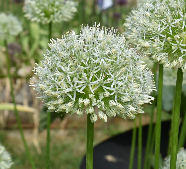 Allium White Giant