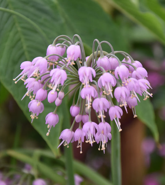 Allium cernuum