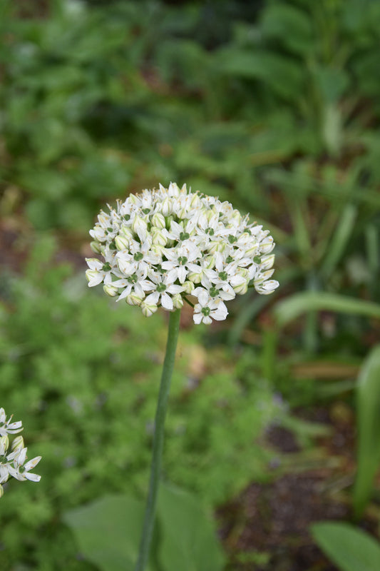 Allium Nigrum