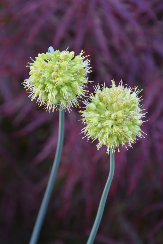 Allium Obliquum