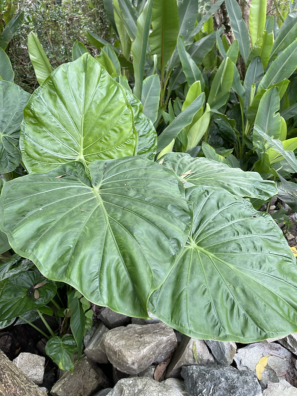 Alocasia odora