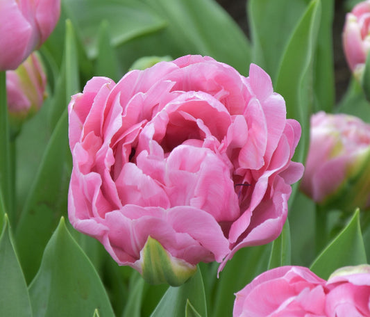 Tulip Amazing Grace