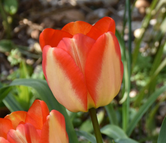 Tulip American Dream