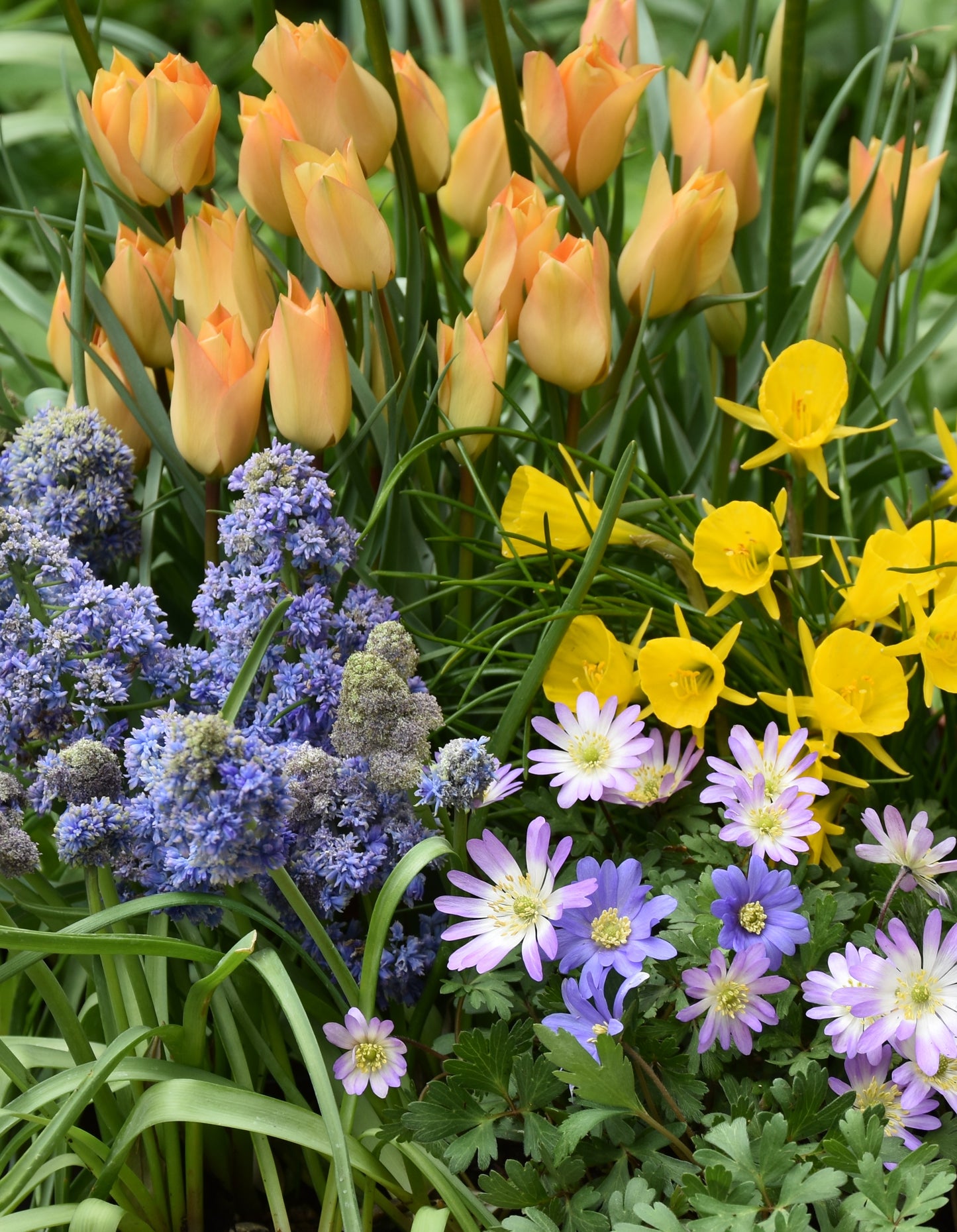 Spring Harmony Collection