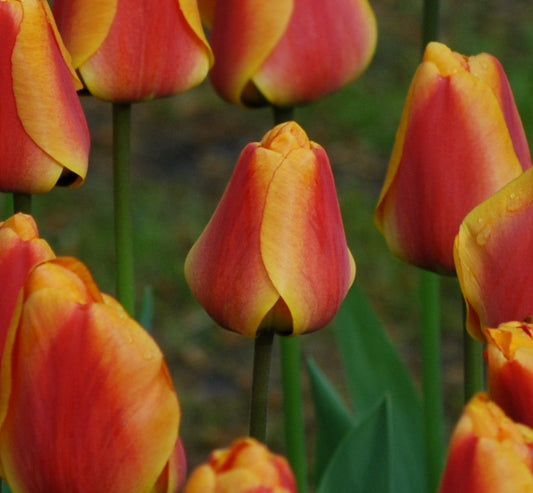 Tulip Apeldoorn Elite AGM