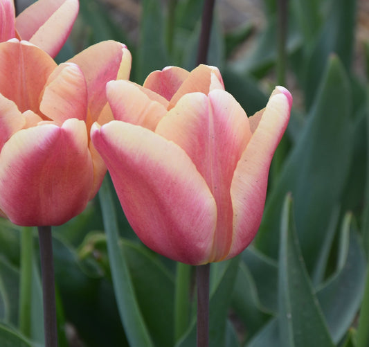 Tulip Apricot Foxx