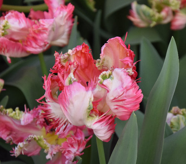 Tulip Apricot Parrot AGM