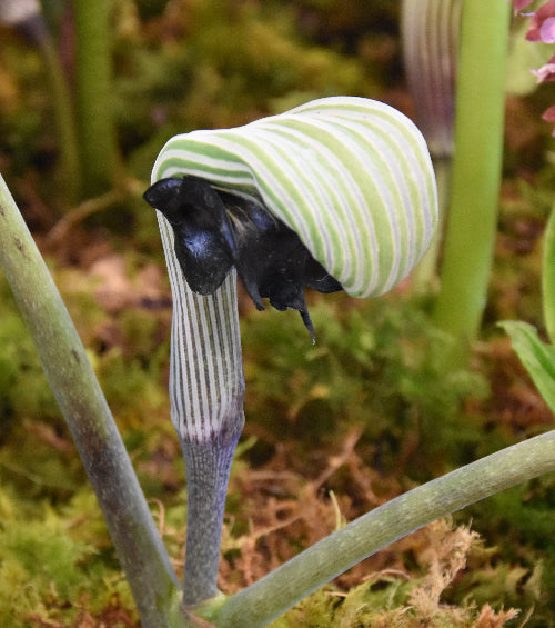 Arisaema ringens