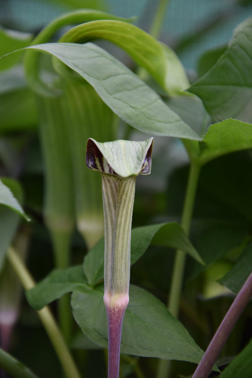 Arisaema Triphyllum