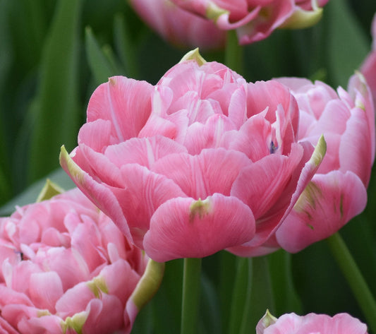 Tulip Aveyron - Reintroduction