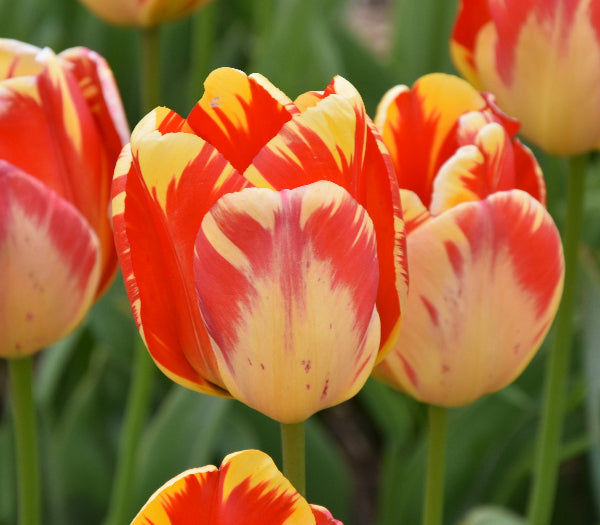 Tulip Banja Luka