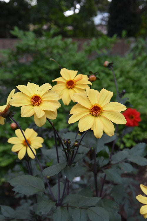 Dahlia Bishop Of York