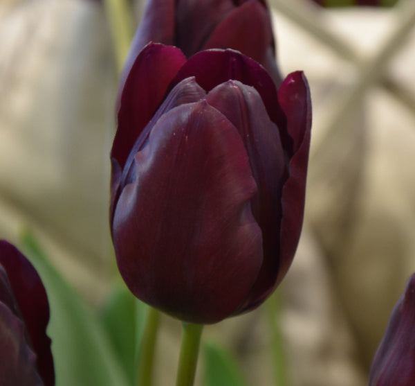 Tulip Black Bean