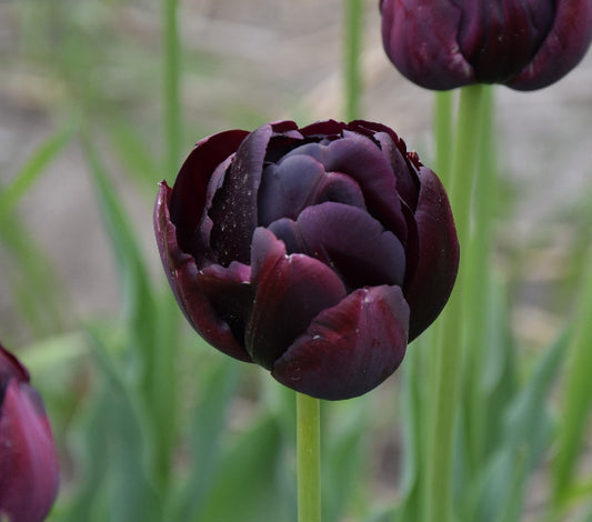 Tulip Black Hero