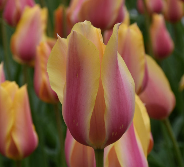 Tulip Blushing Lady