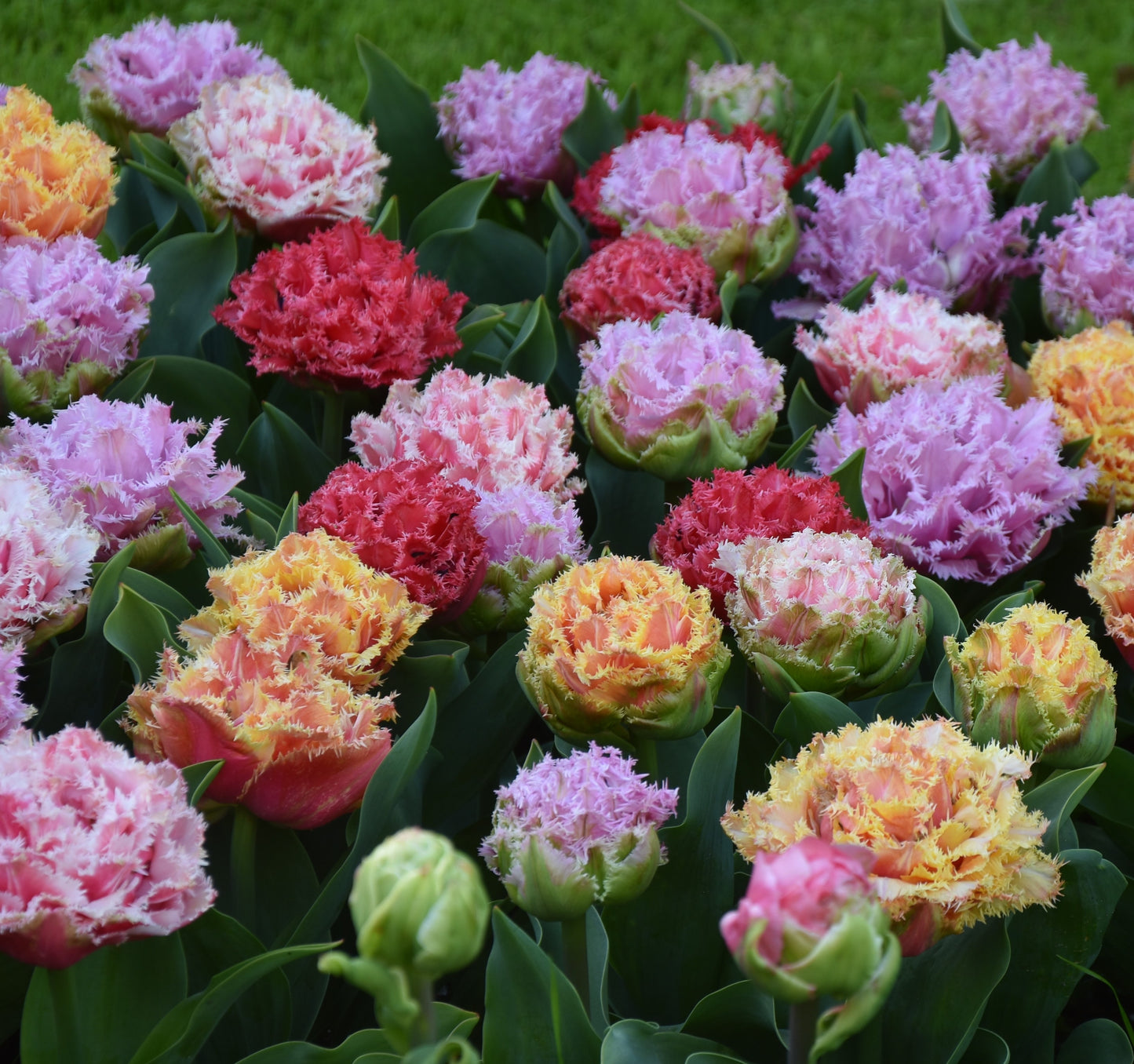 Double flowered fringed tulip collection