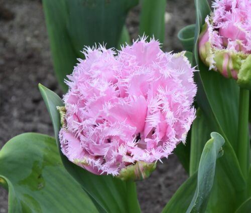 Cairns-fringed_2786 s