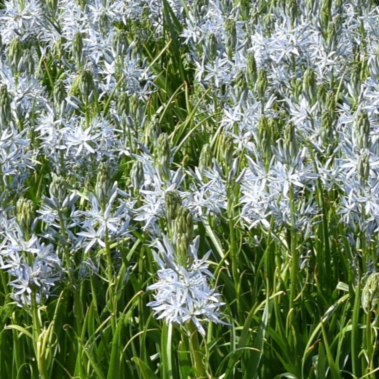 cusickii Zwanenburg