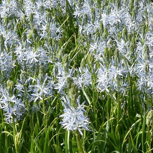 cusickii Zwanenburg