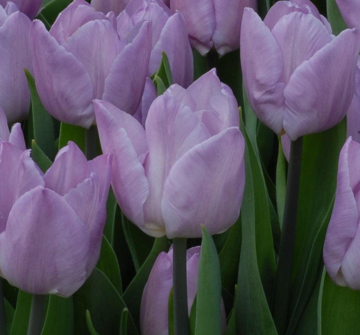 Tulip Candy Prince AGM