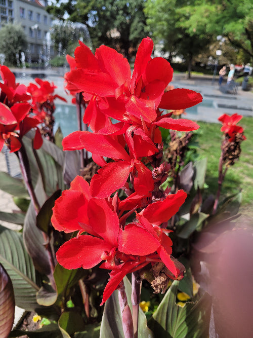 Canna Crimson Beauty