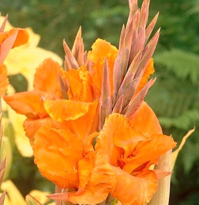 Canna Liberte