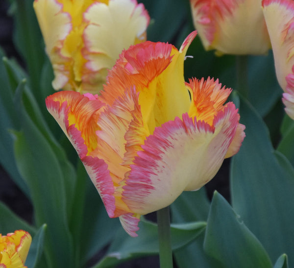 Tulip Caribbean Parrot
