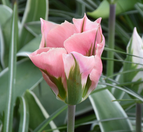 Tulip China Town AGM