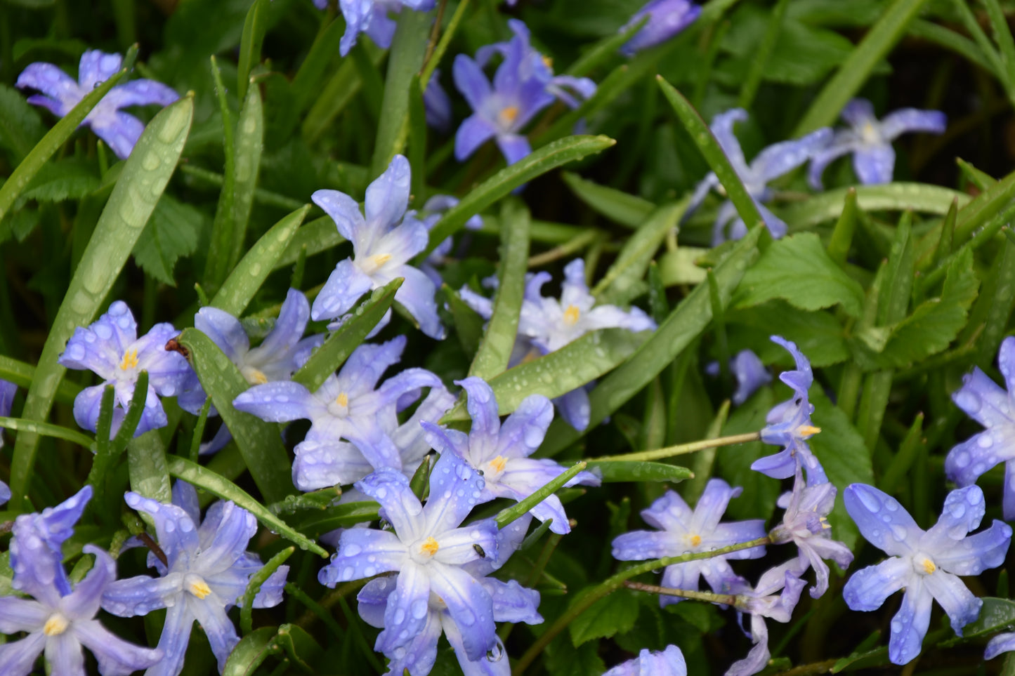 Chionodoxa Super Mix