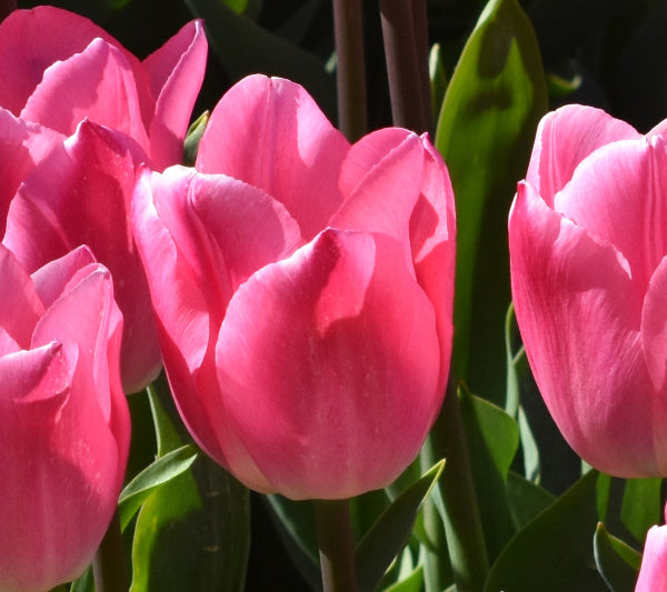 Tulip Christmas Dream
