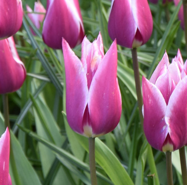 Tulip Claudia