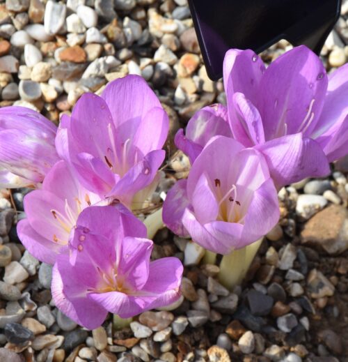 Colchicum Felbrigg (no 43)_8316