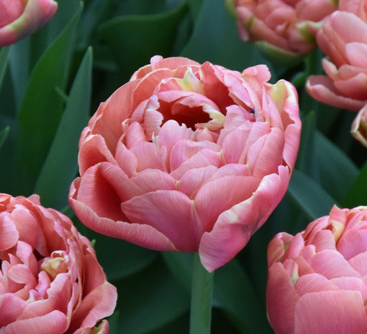Tulip Copper Image