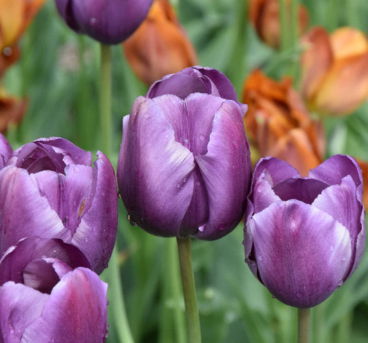 Tulip Corinna