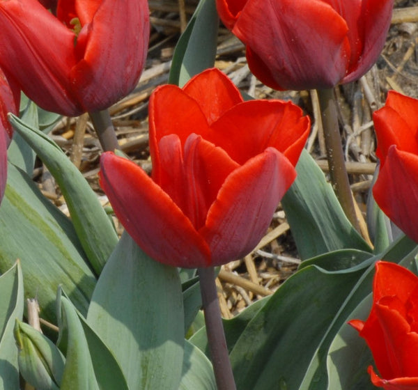 Tulip Couleur Cardinal