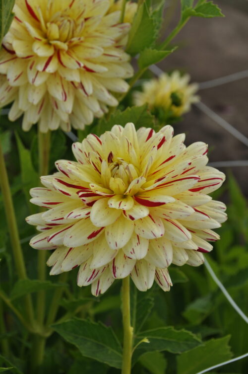 Cream Silence can use)