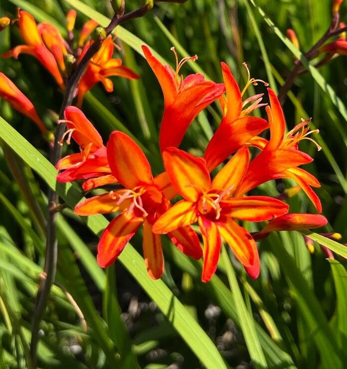 Crocosmia Firestarter – ok to use.
